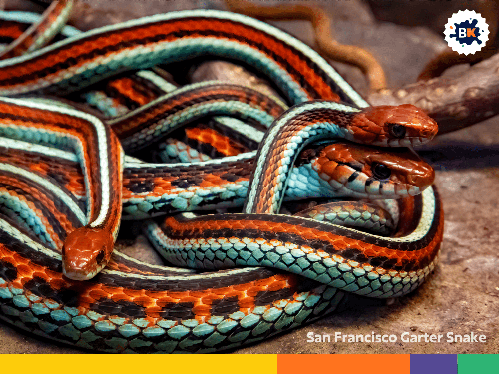 San Francisco Garter Snake San Francisco Garter Snake