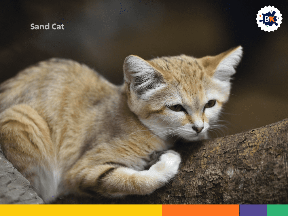 Sand Cat Sand Cat