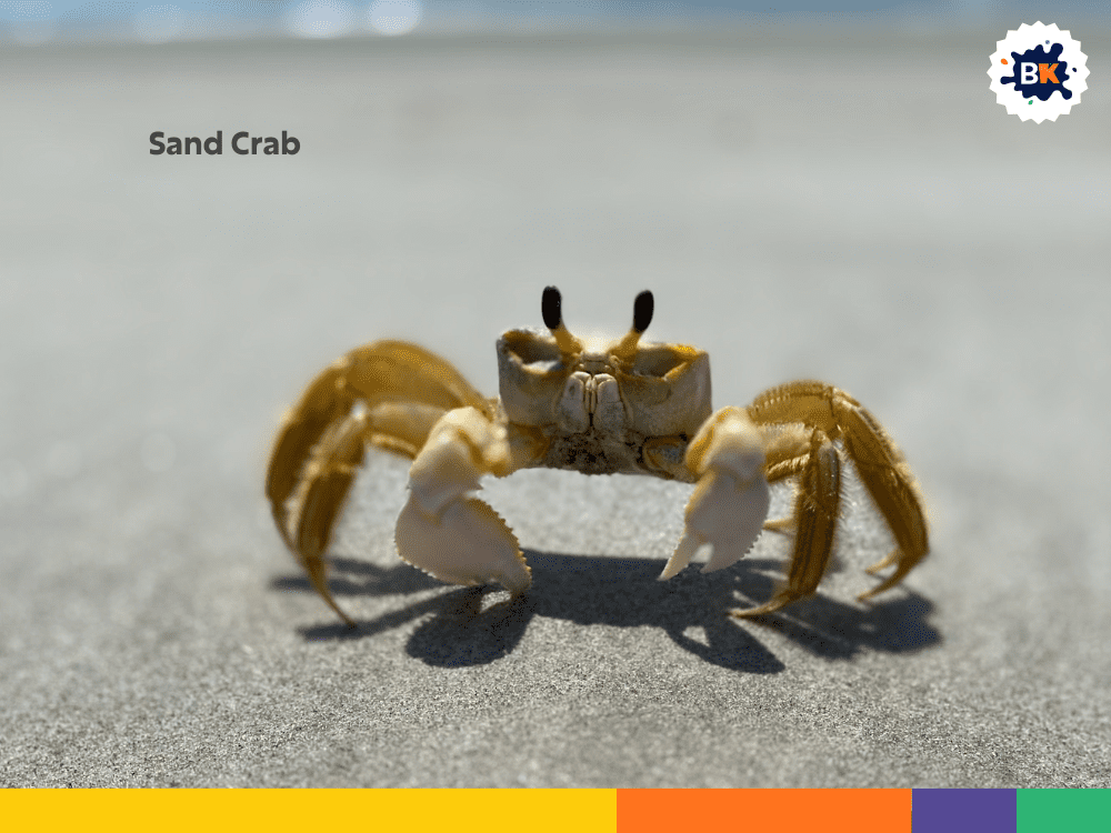 Sand Crab Sand Crab