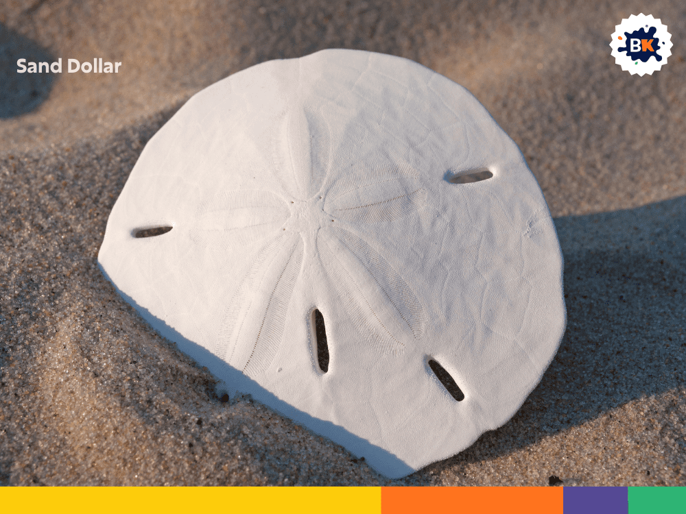 Sand Dollar Sand Dollar