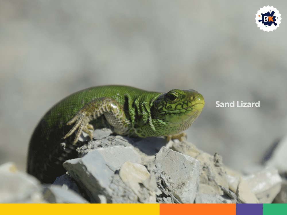 Sand Lizard Sand Lizard