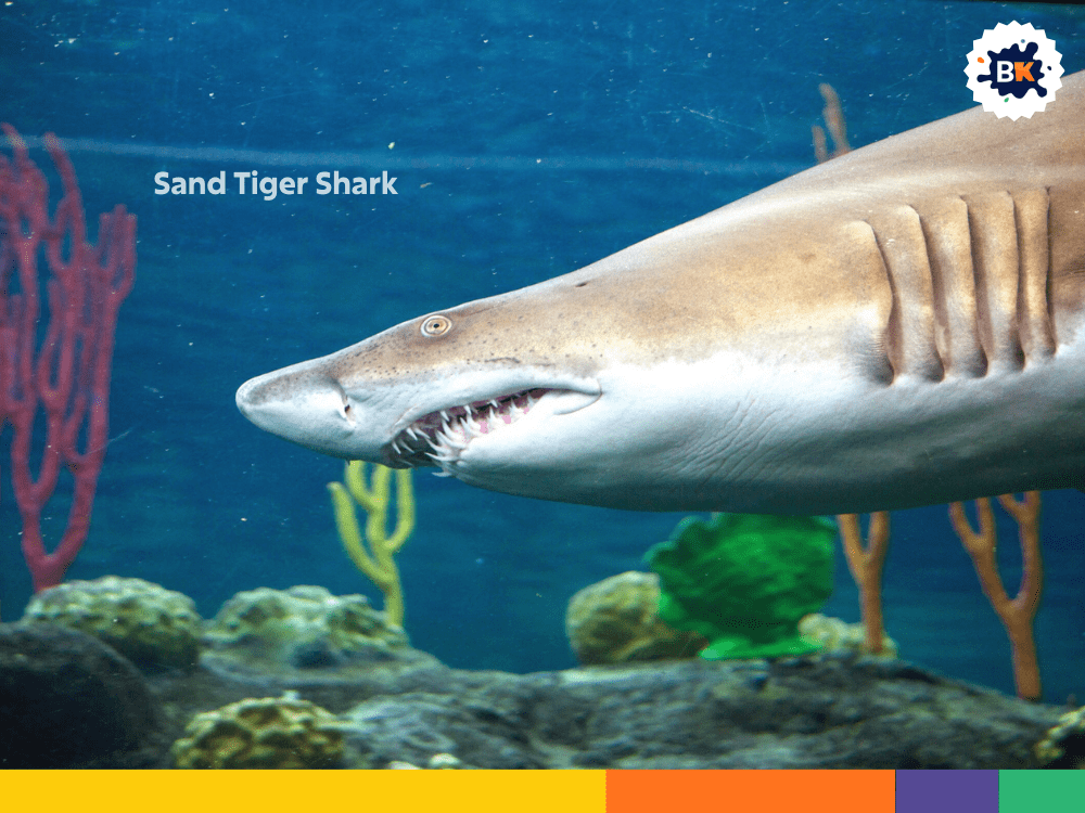 Sand Tiger Shark Sand Tiger Shark