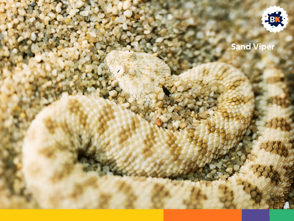 Sand Viper Sand Viper