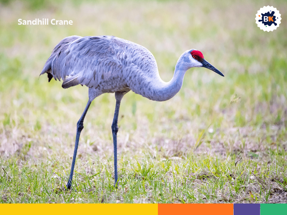 Sandhill Crane Sandhill Crane