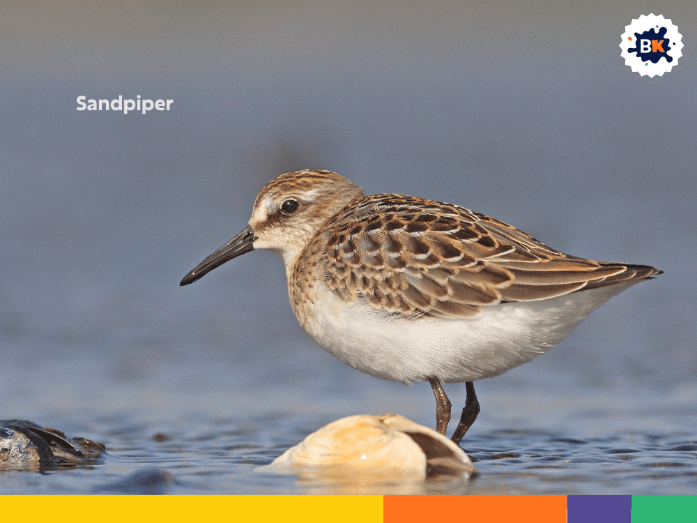 Sandpiper Sandpiper