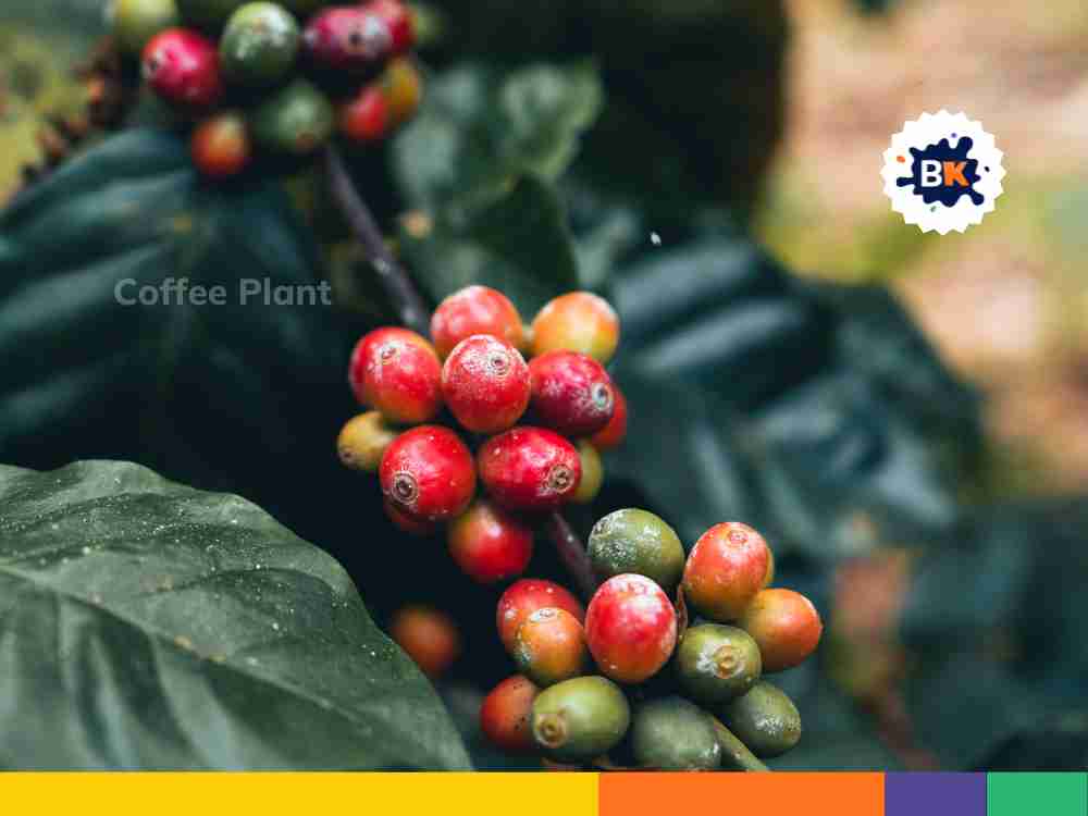 Sao Paulo's Coffee Plant Sao Paulo's Coffee Plant