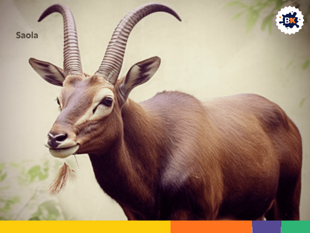 Saola Saola