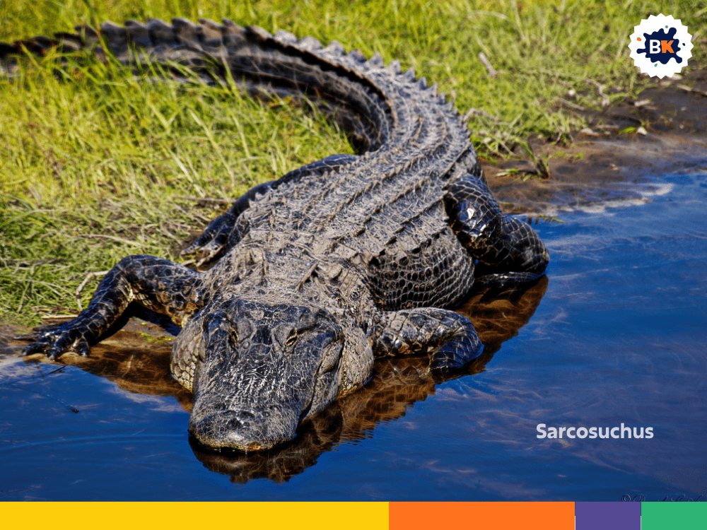 Sarcosuchus Sarcosuchus