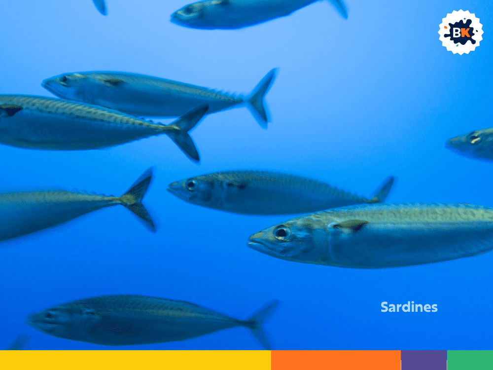 Sardines Sardines