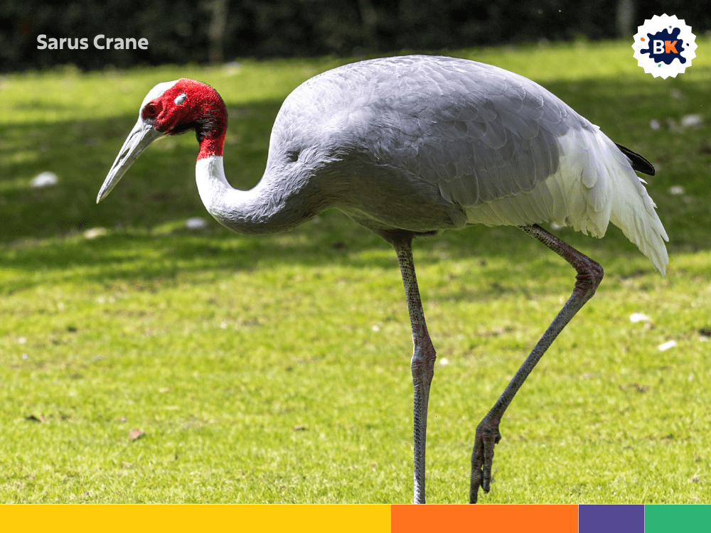 Sarus Crane Sarus Crane