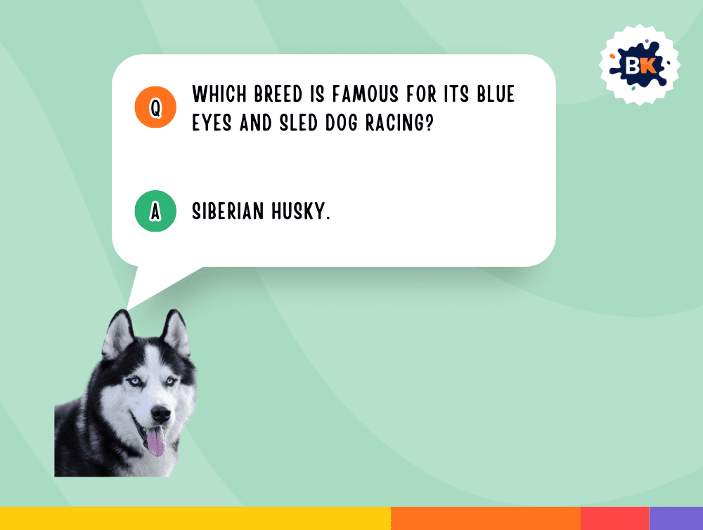 Savvy Dog Trivia Questions For Kids