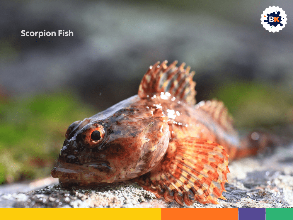 Scorpion Fish Scorpion Fish