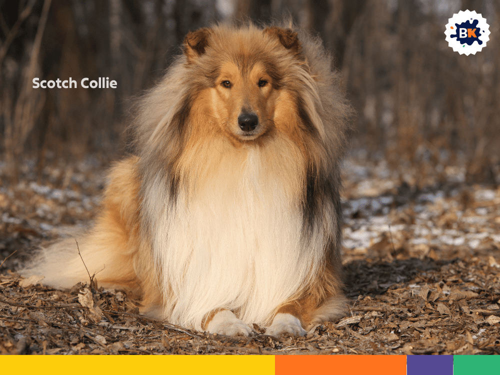 Scotch Collie Scotch Collie