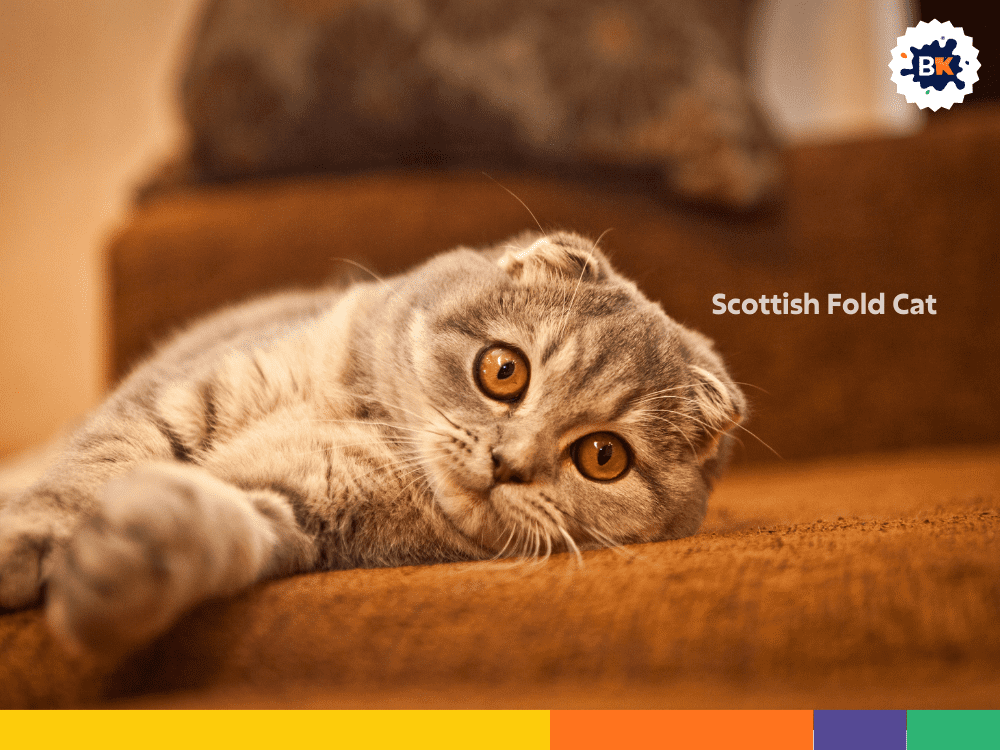 Scottish Fold Cat Scottish Fold Cat
