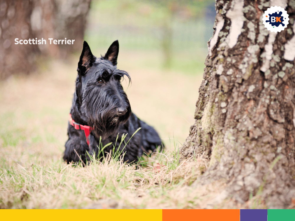 Scottish Terrier Scottish Terrier