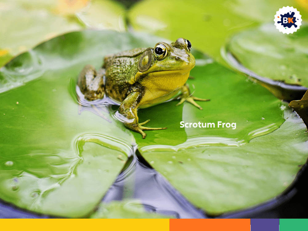 Scrotum Frog Scrotum Frog