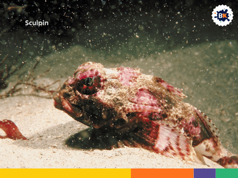 Sculpin Sculpin