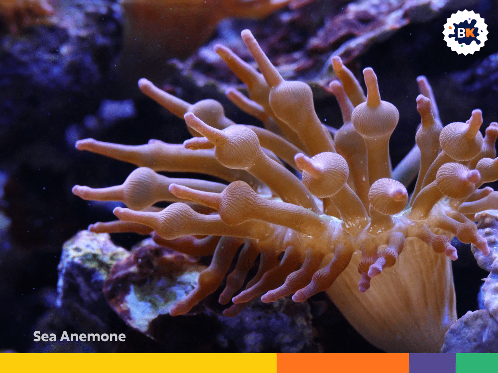 Sea Anemone Sea Anemone