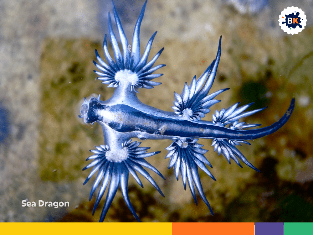 Sea Dragon Sea Dragon