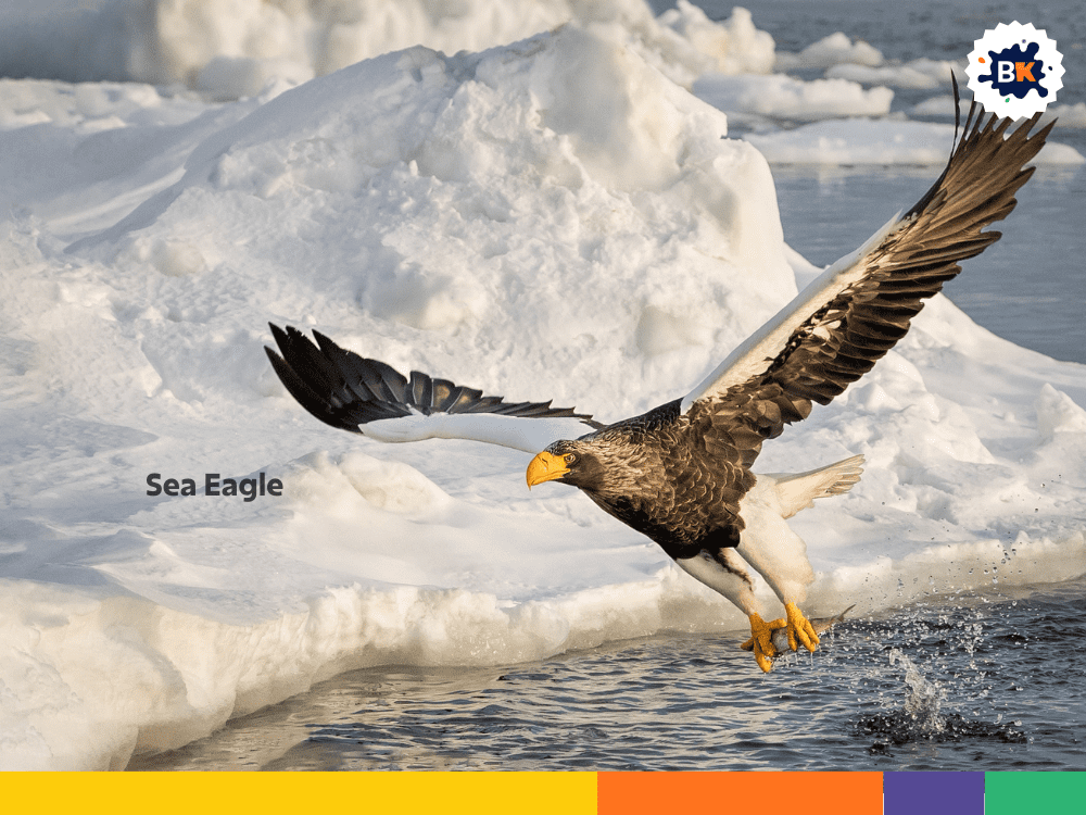 Sea Eagle Sea Eagle