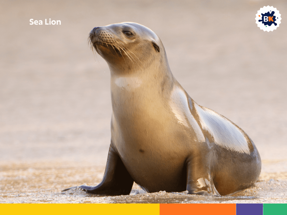 Sea Lion Sea Lion