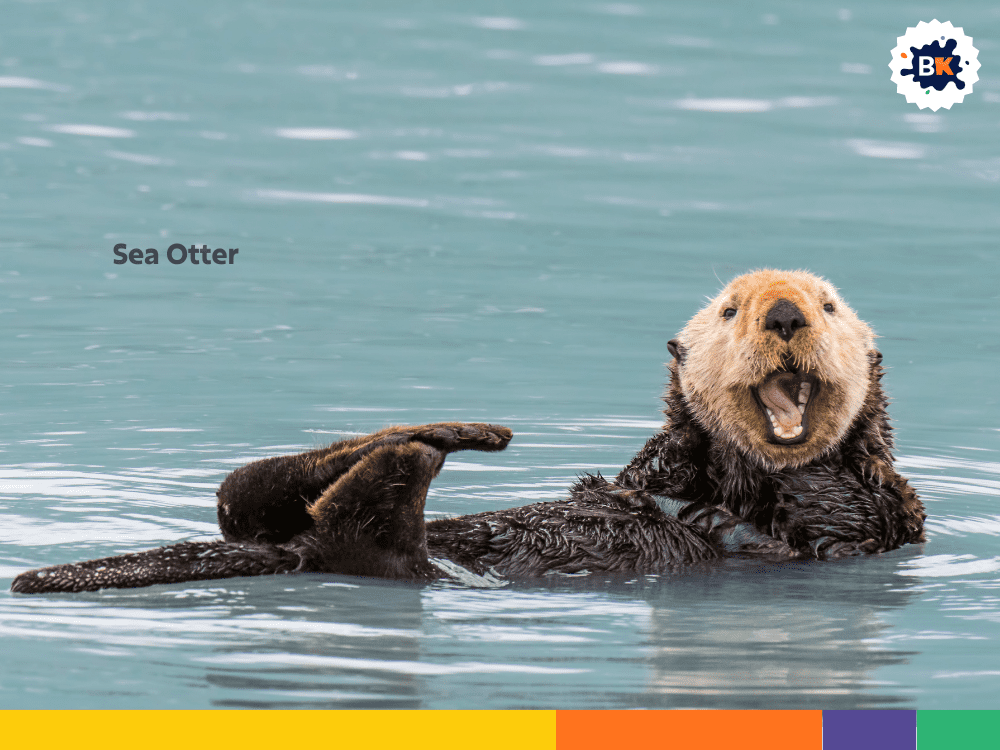 Sea Otter Sea Otter