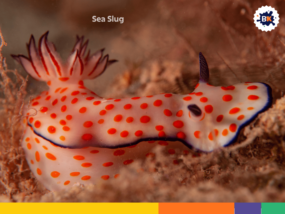 Sea Slug Sea Slug
