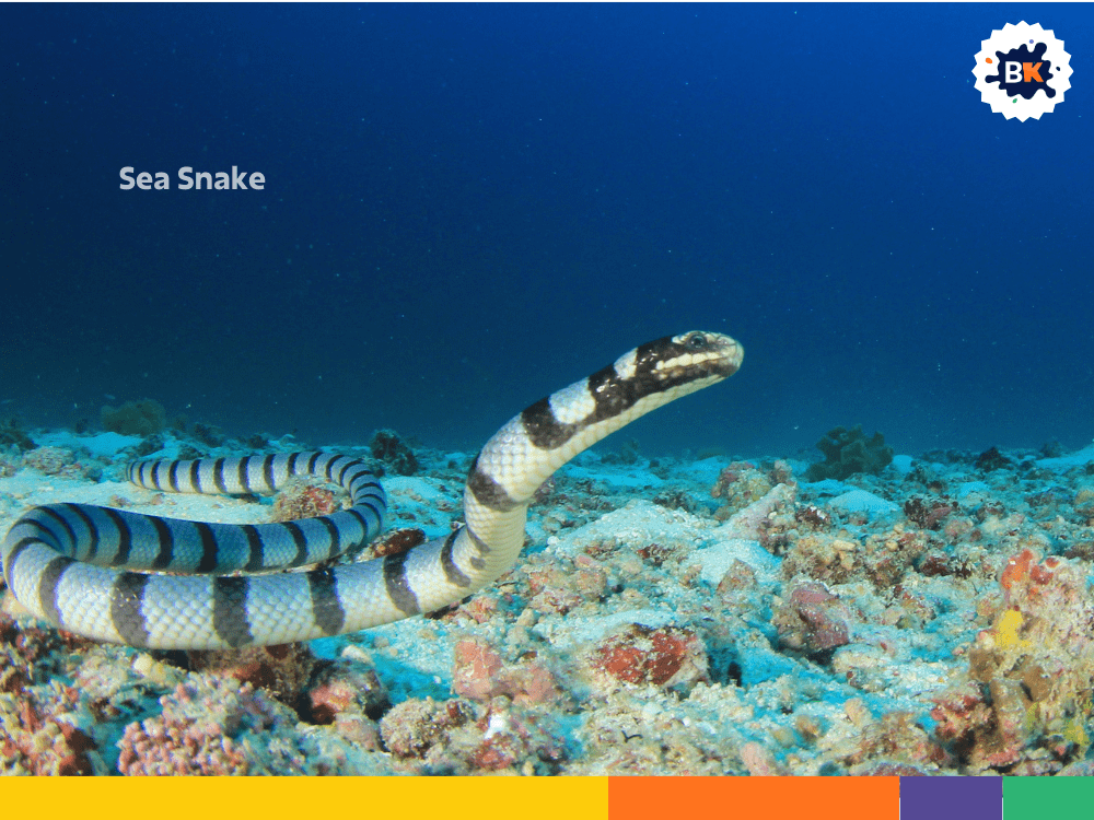 Sea Snake Sea Snake