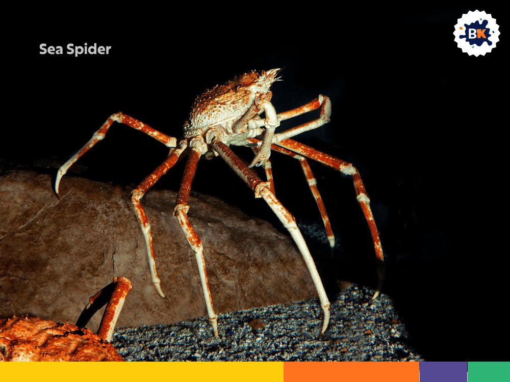 Sea Spider Sea Spider
