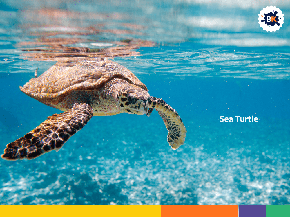 Sea Turtle Sea Turtle