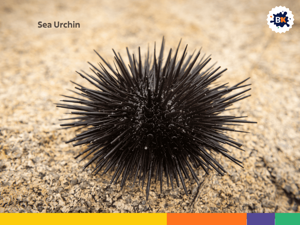 Sea Urchin Sea Urchin