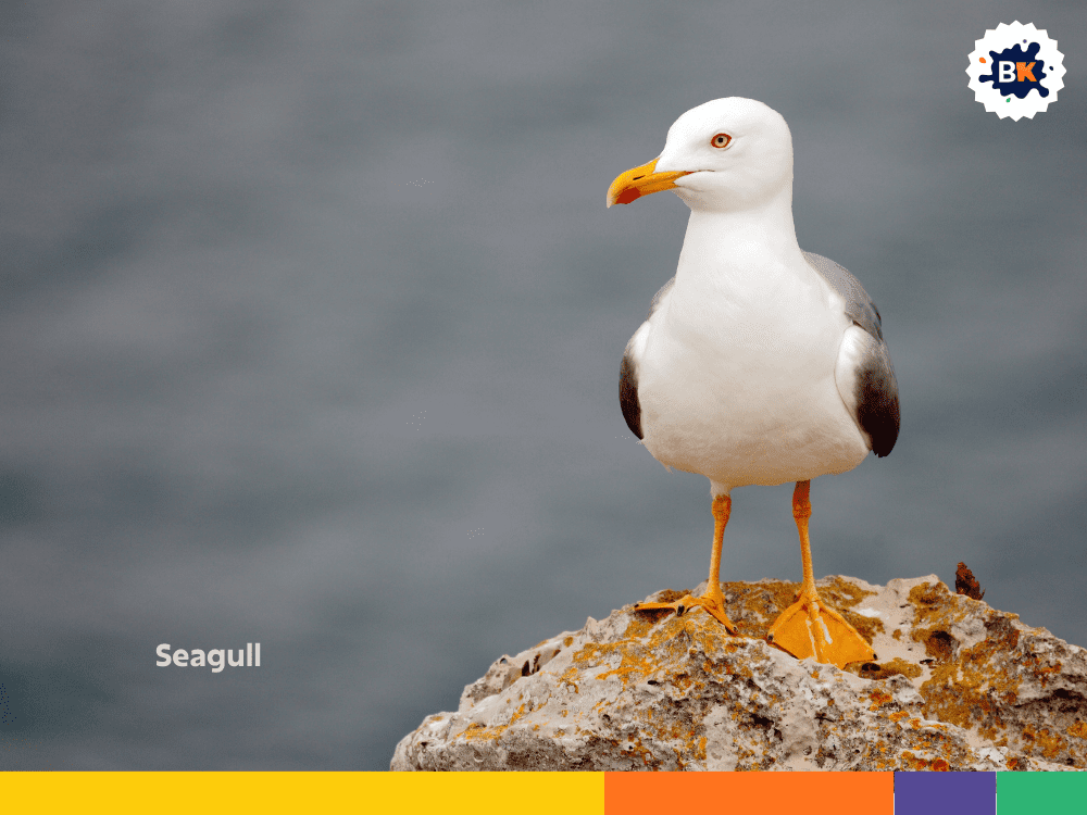 Seagull Seagull