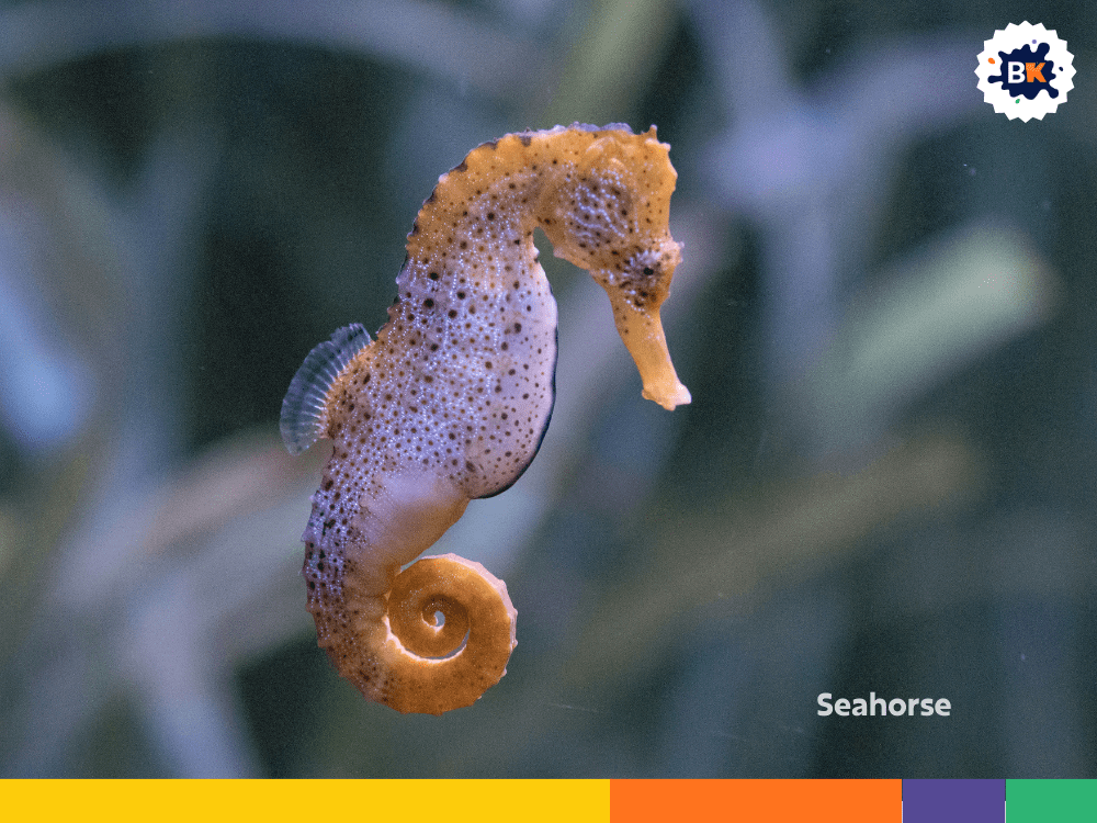 Seahorse Seahorse