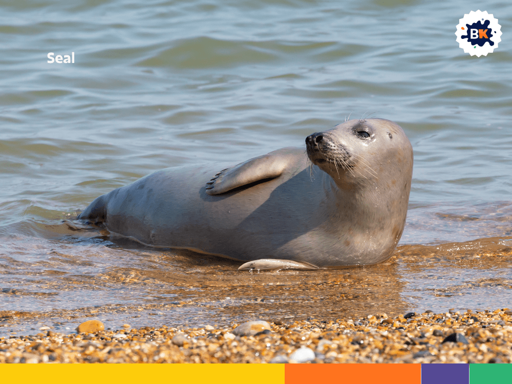 Seal Seal