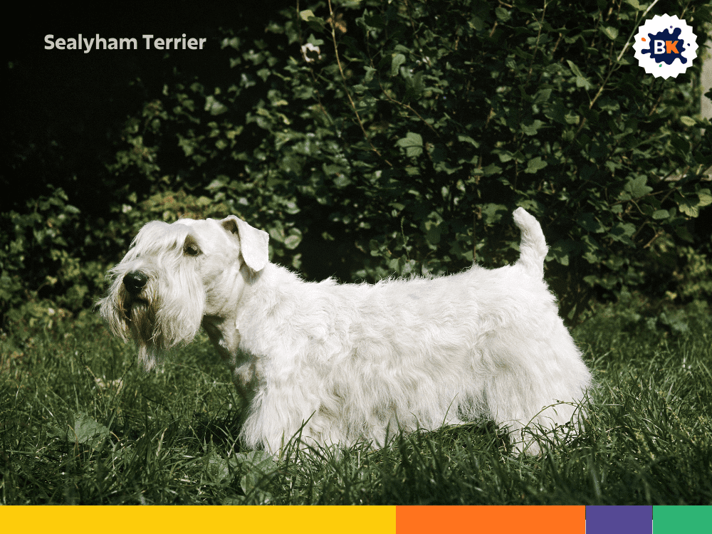 Sealyham Terrier Sealyham Terrier