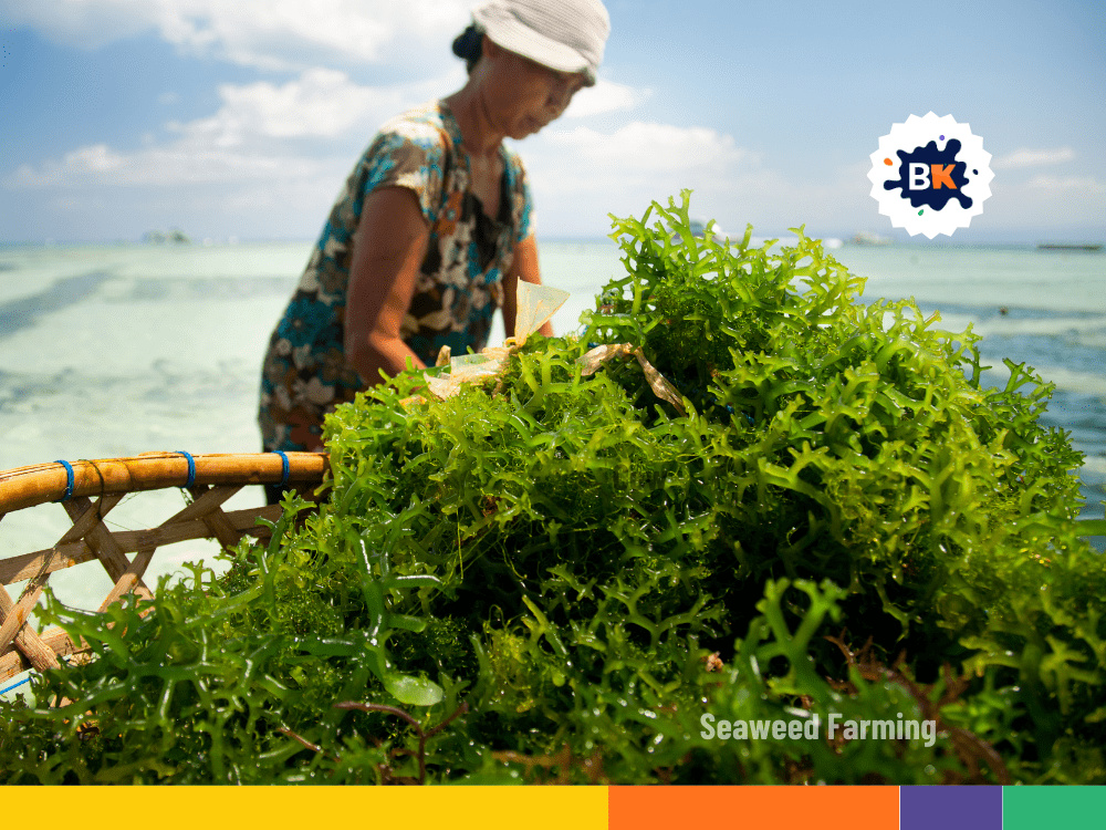 Seaweed Farming in South Korea Seaweed Farming in South Korea