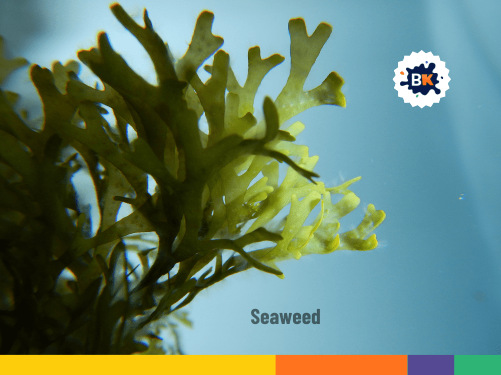 The Largest Underwater Plant Is A Seaweed The Largest Underwater Plant Is A Seaweed