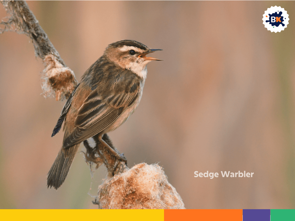 Sedge Warbler Sedge Warbler