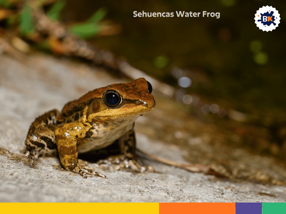 Sehuencas Water Frog Sehuencas Water Frog