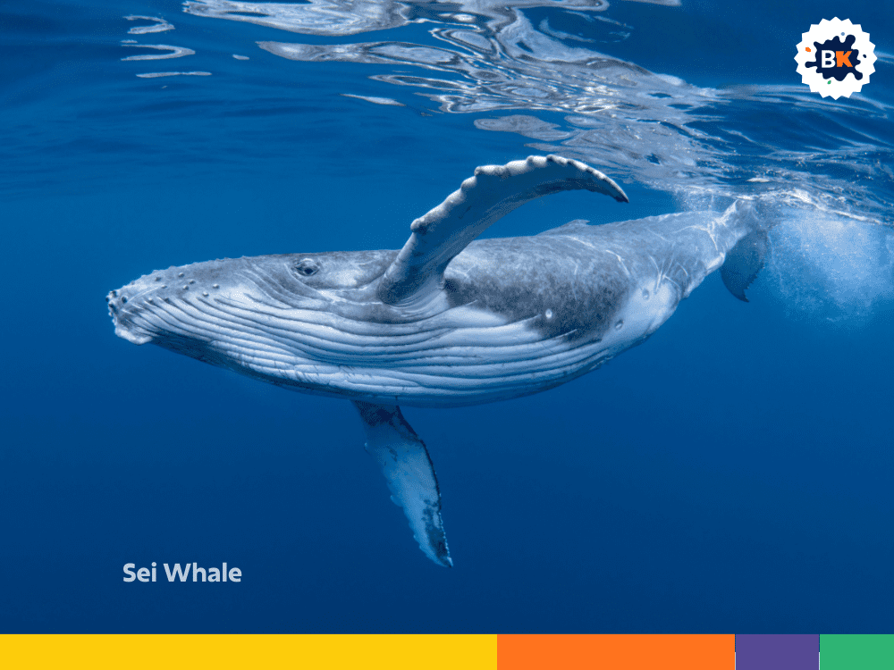 Sei Whale Sei Whale