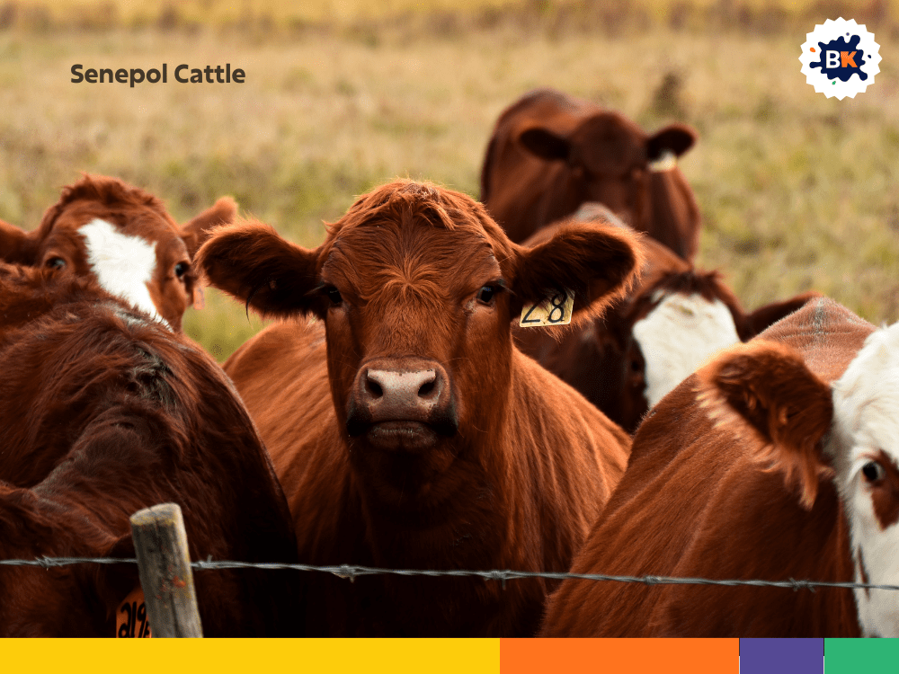 Senepol Cattle Senepol Cattle