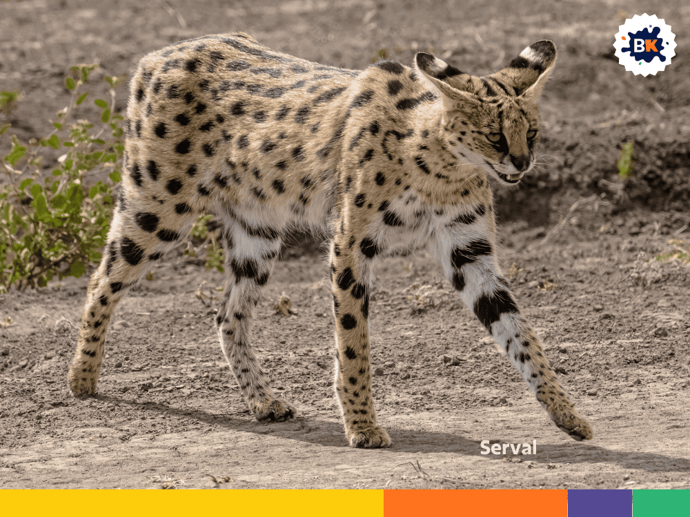 Serval Serval