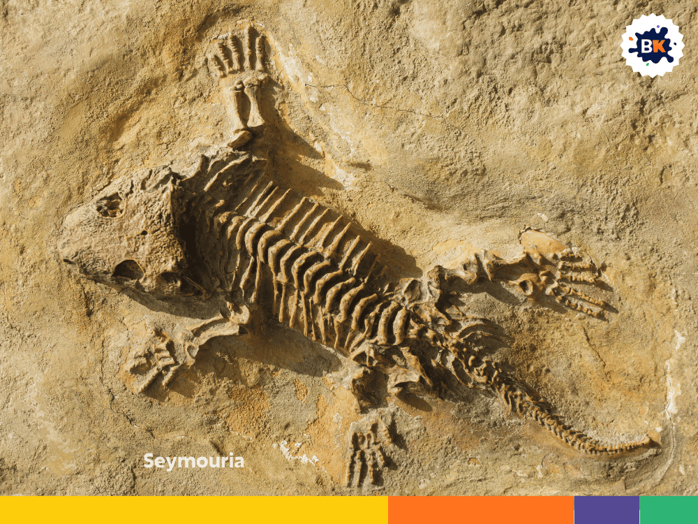 Seymouria Seymouria
