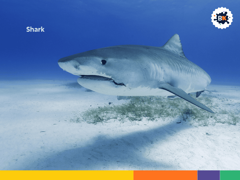 Shark Shark