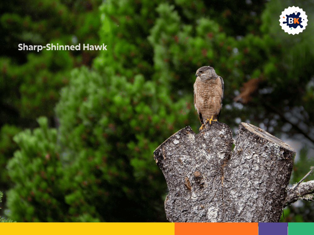Sharp-Shinned Hawk Sharp-Shinned Hawk