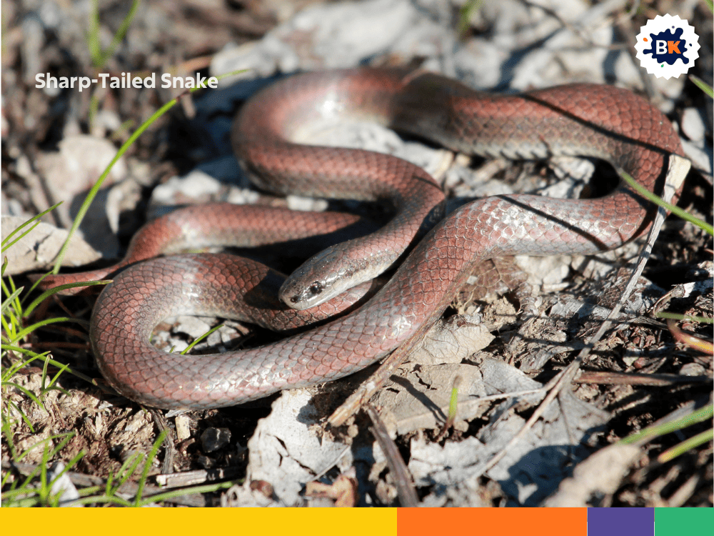 Sharp-Tailed Snake Sharp-Tailed Snake
