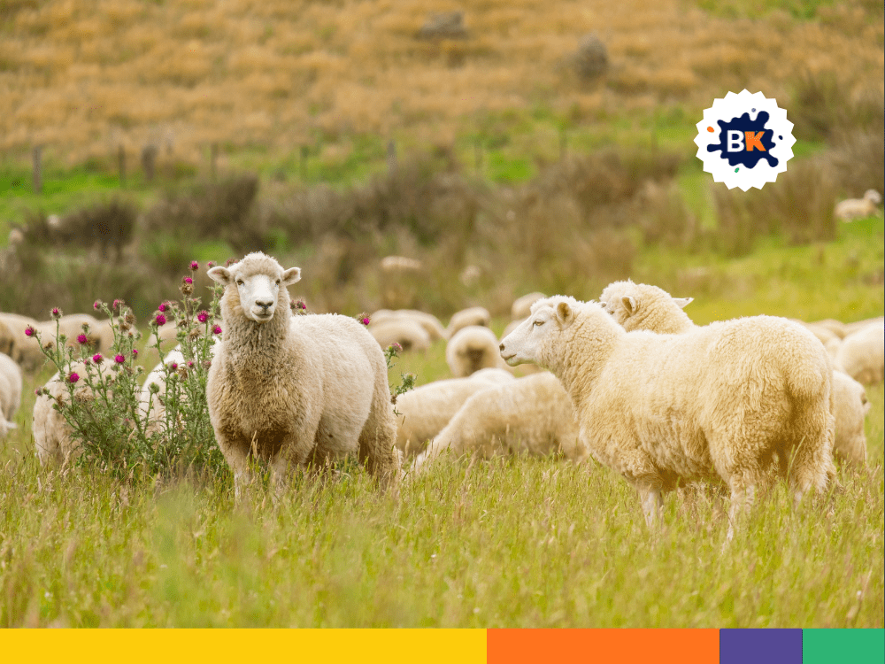 Sheep Are Susceptible To Diseases Sheep Are Susceptible To Diseases