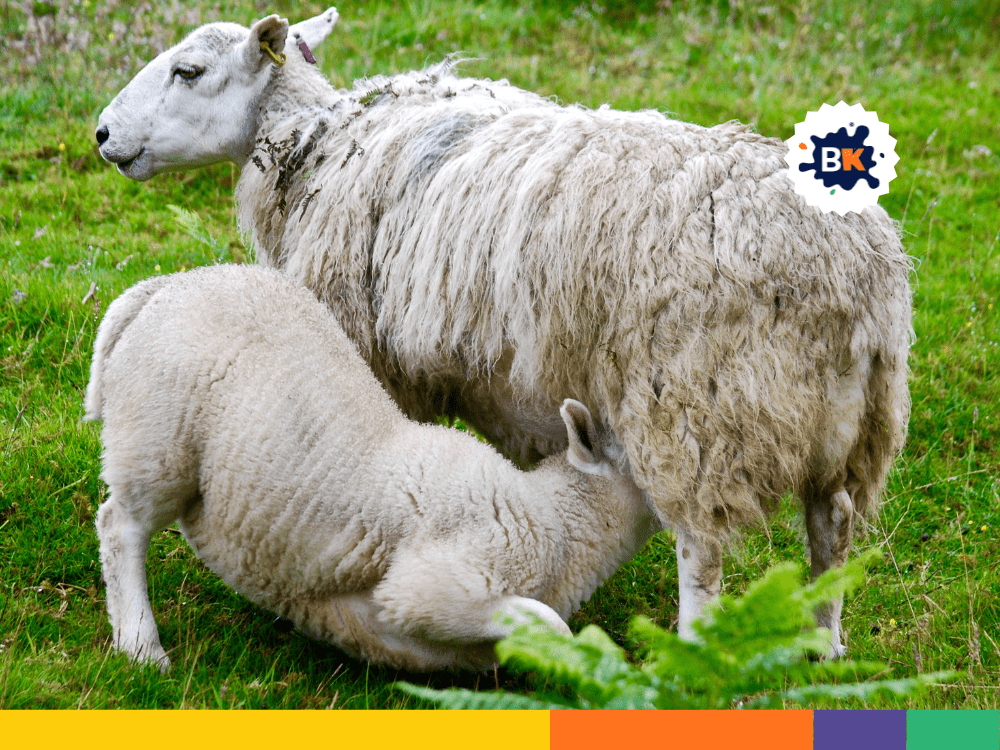 Sheep Milk Sheep Milk