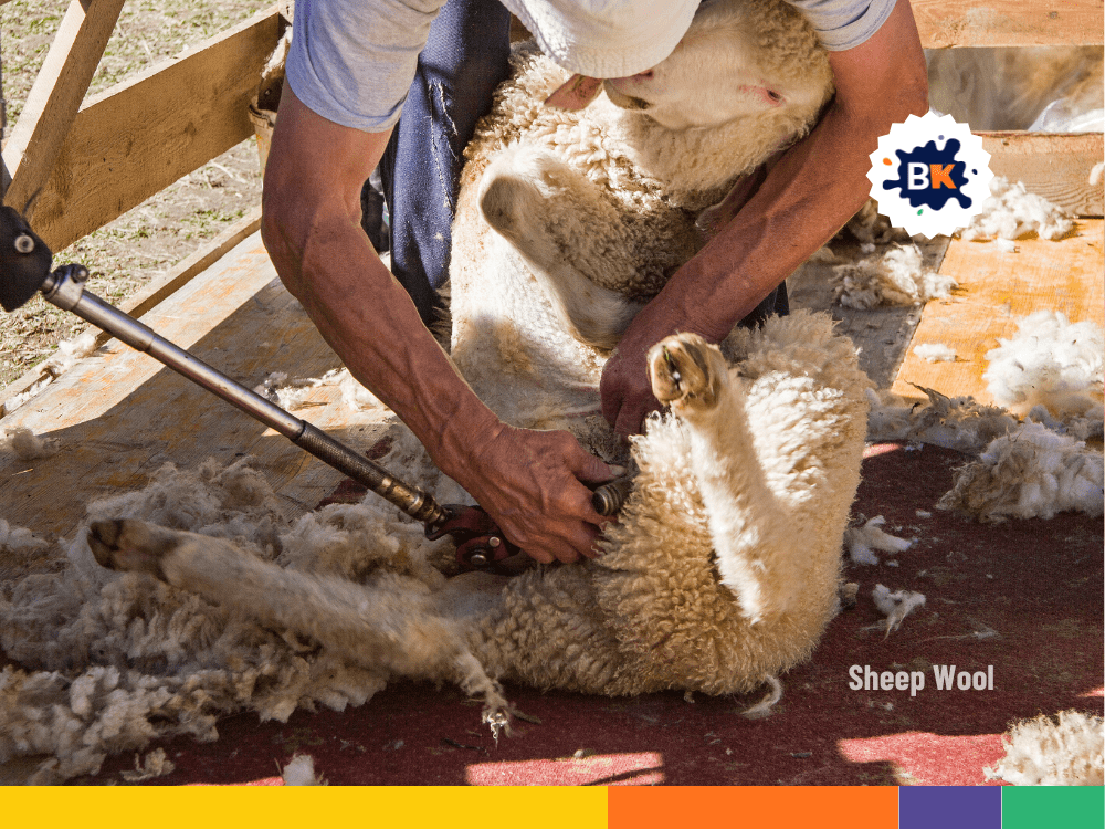 Sheep Shearing Sheep Shearing