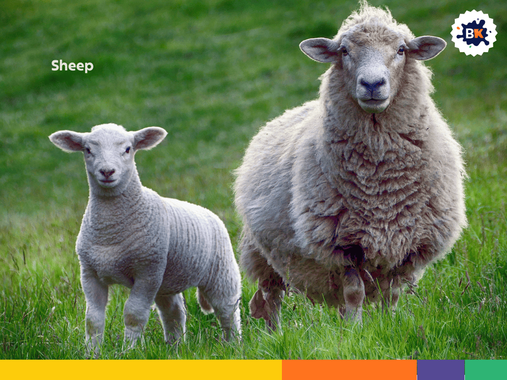 Sheep Sheep
